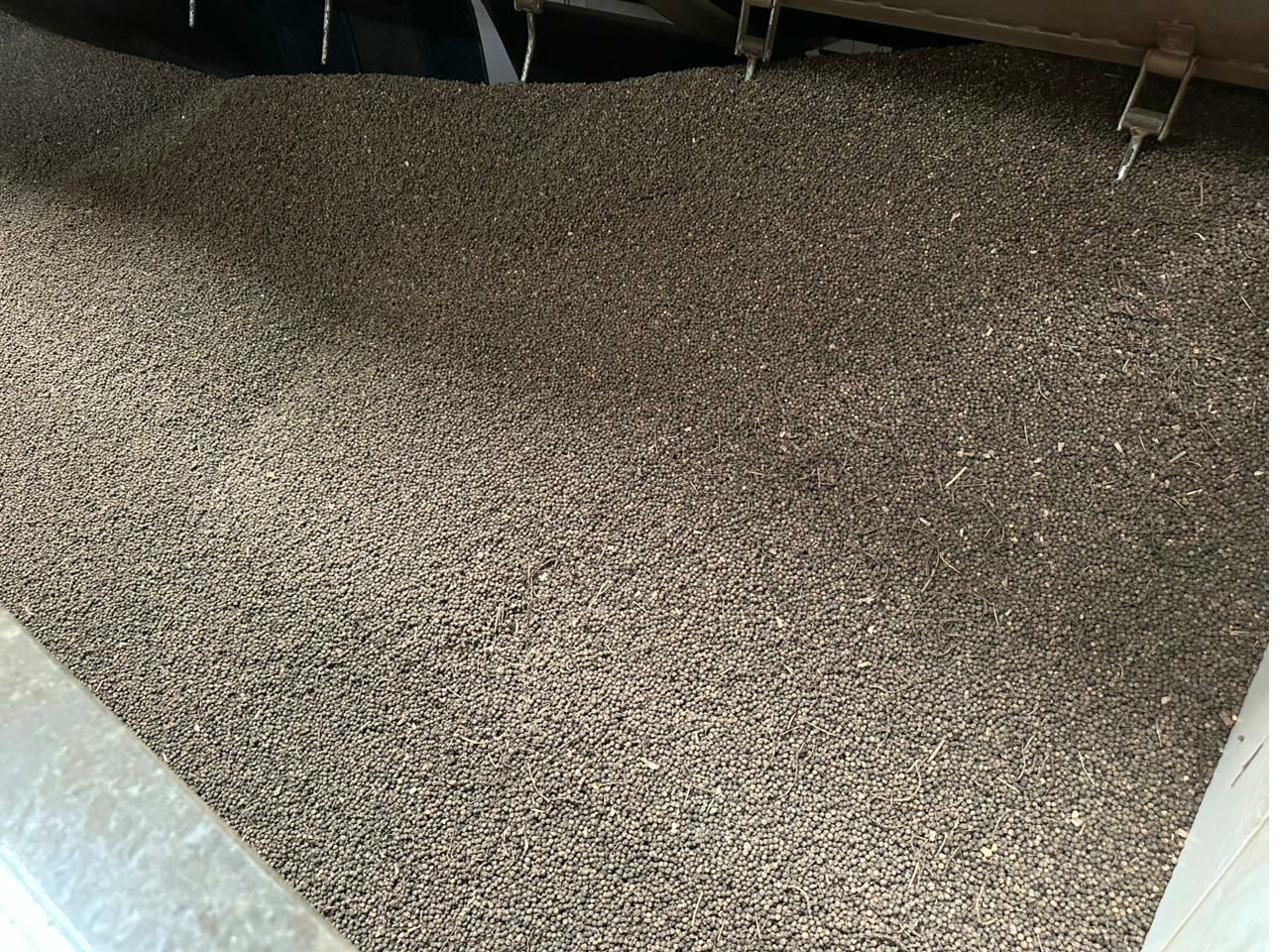 Brazilian Black Peppercorns — Bulk at Processing Facility