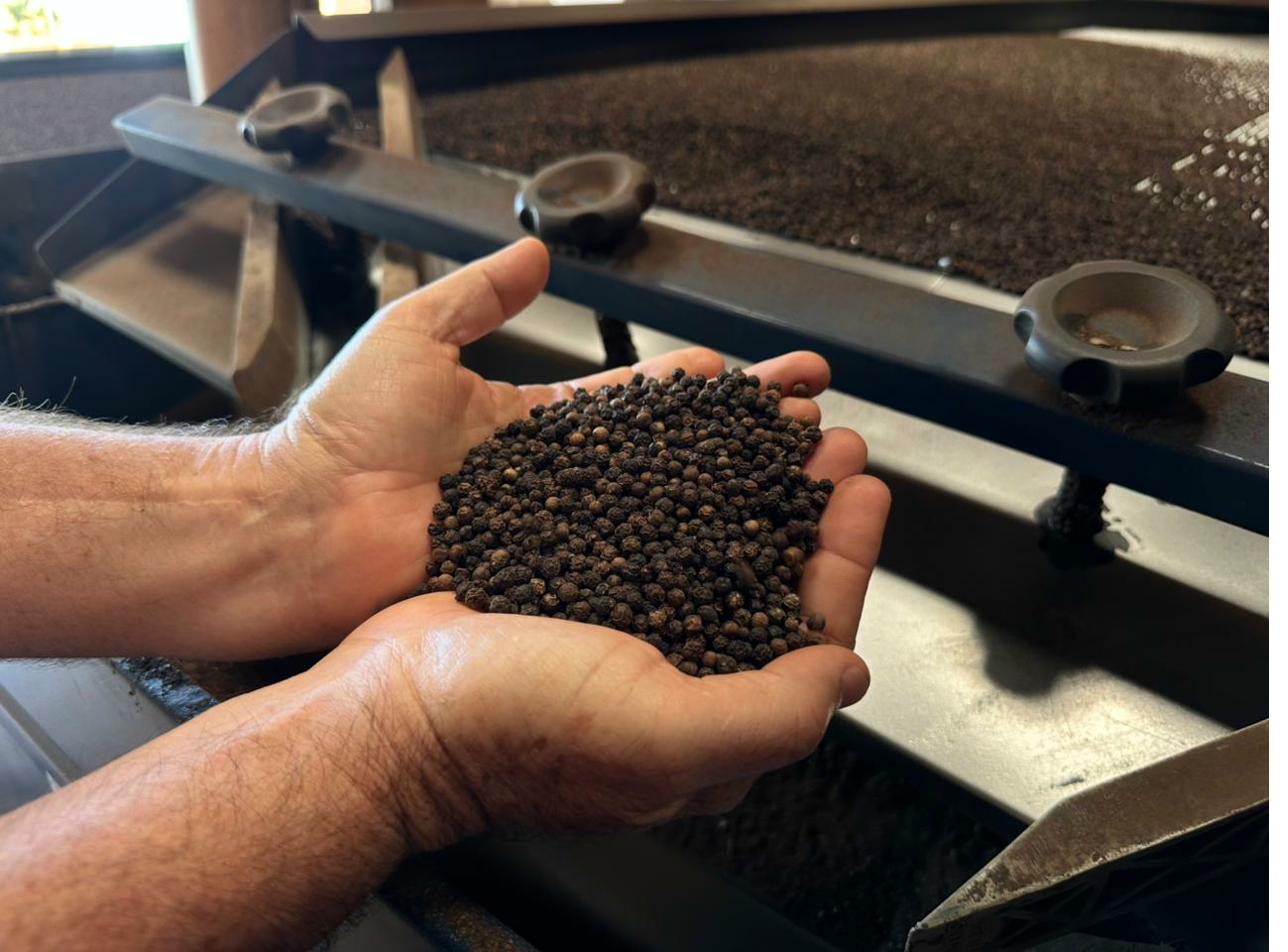 Hands Holding Premium Black Peppercorns at Processing Machine