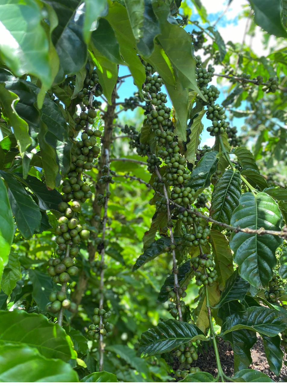 Brazilian Coffee Cherries on the Vine — Espírito Santo Farm Visit