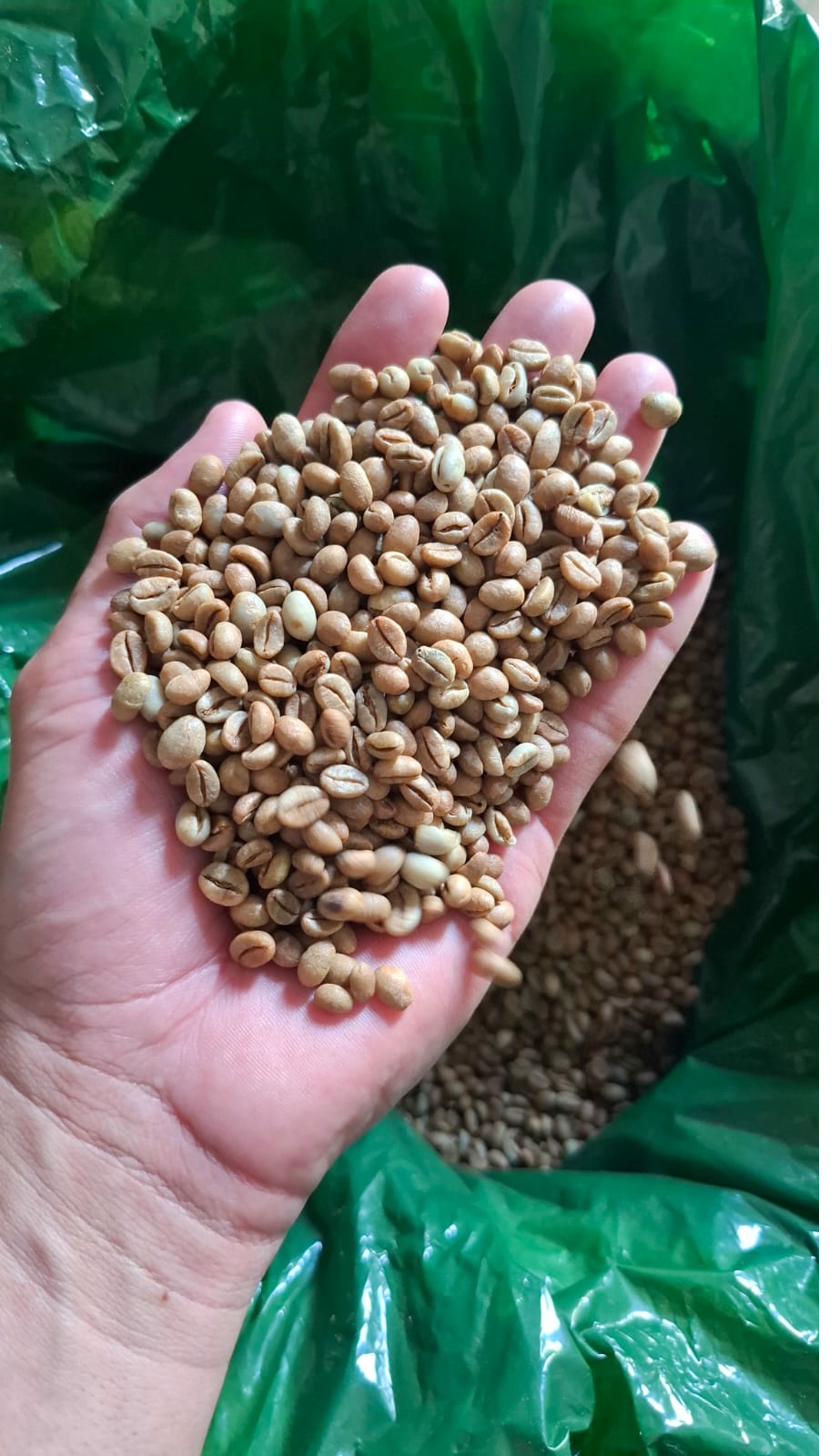 Green Arabica Coffee Beans — Direct from Brazilian Cooperative Storage