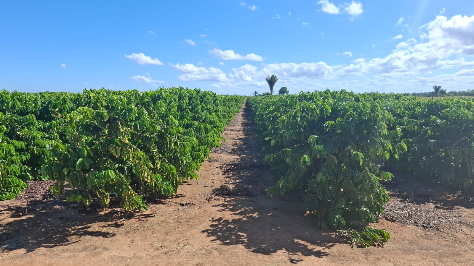 Brazilian Arabica Coffee Plantation