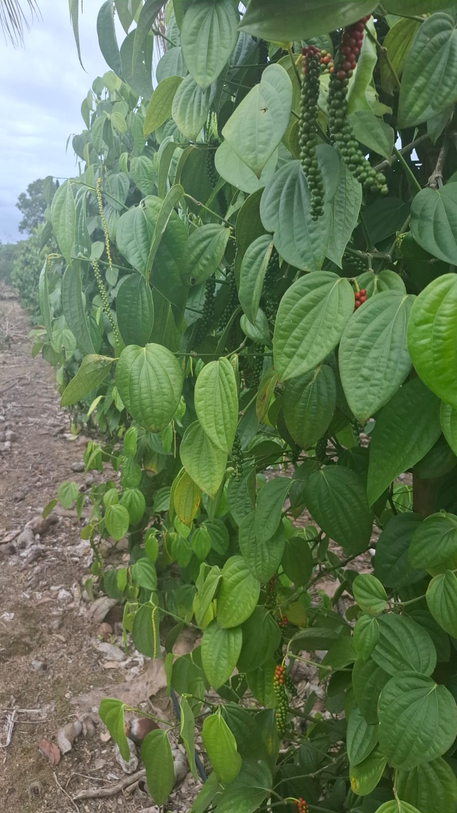 Brazilian Black Pepper Vine